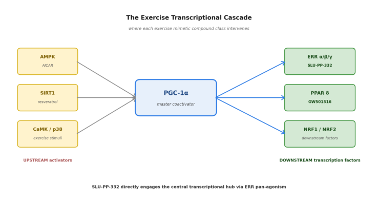 p2-exercise-transcriptional-cascade-pathways